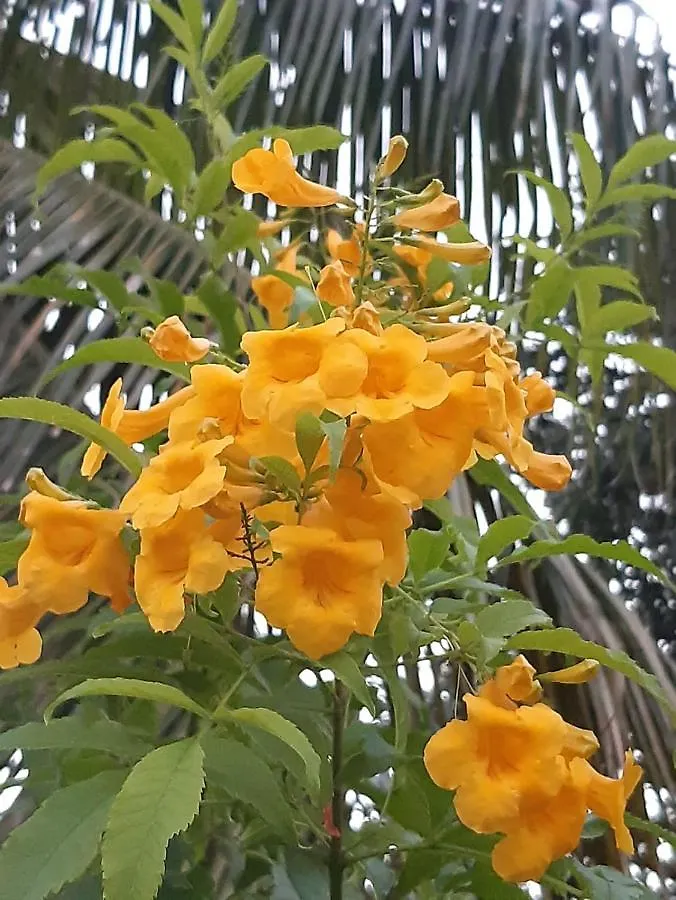 Bee My Guest Hotel Armacao dos Buzios 0*,  Brazil